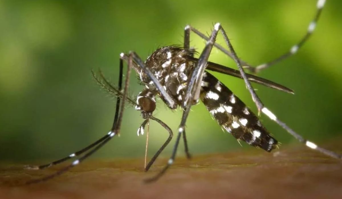 Agra Health News: आगरा में डेंगू और मलेरिया का प्रकोप