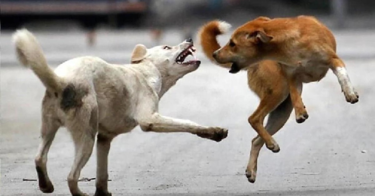 Agra News: आगरा में 250 आवारा कुत्तों का हुए वैक्सीनेशन