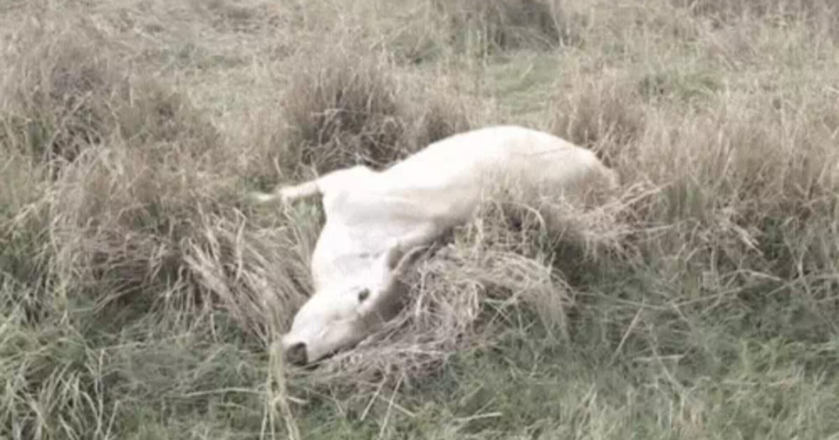 Agra News: आगरा में गायों की मौत मामला