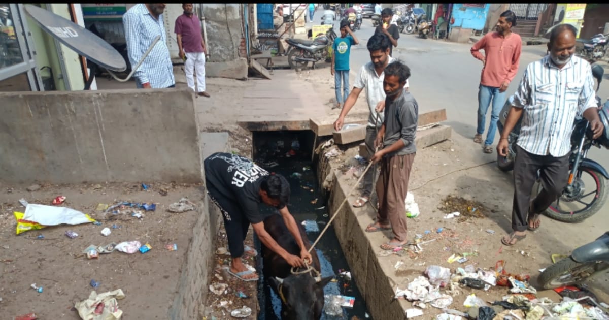 Agra News: आगरा फ्रीगंज खुला नाला गोवंश गिरा