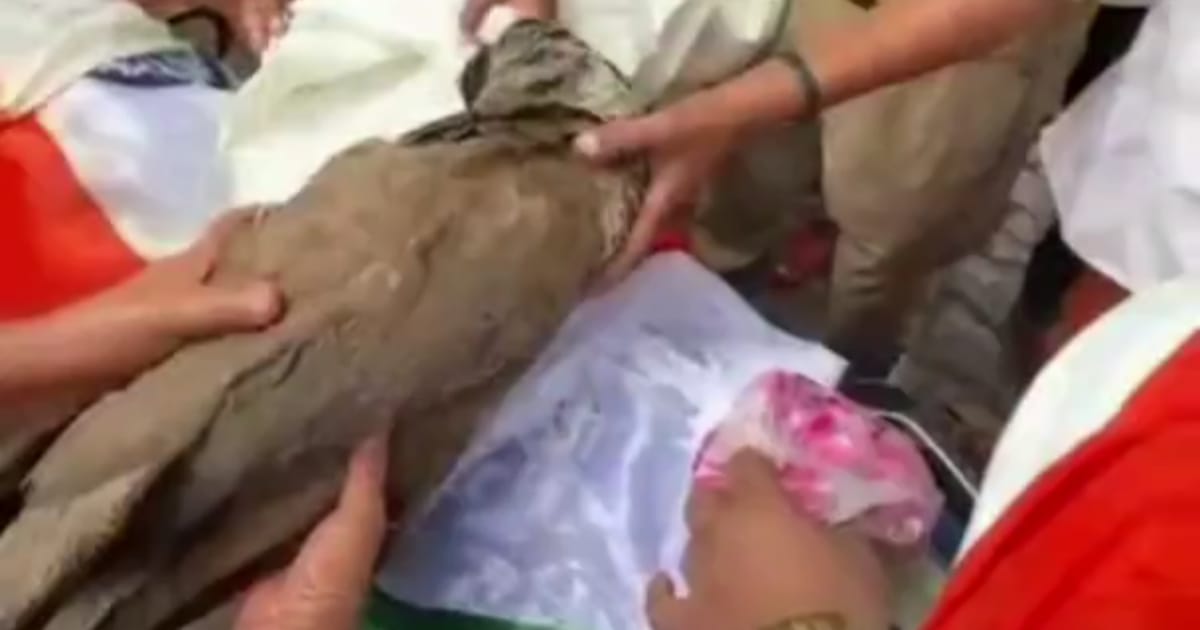आगरा न्यूज: सैयद चौराहे पर मोरनी की मौत